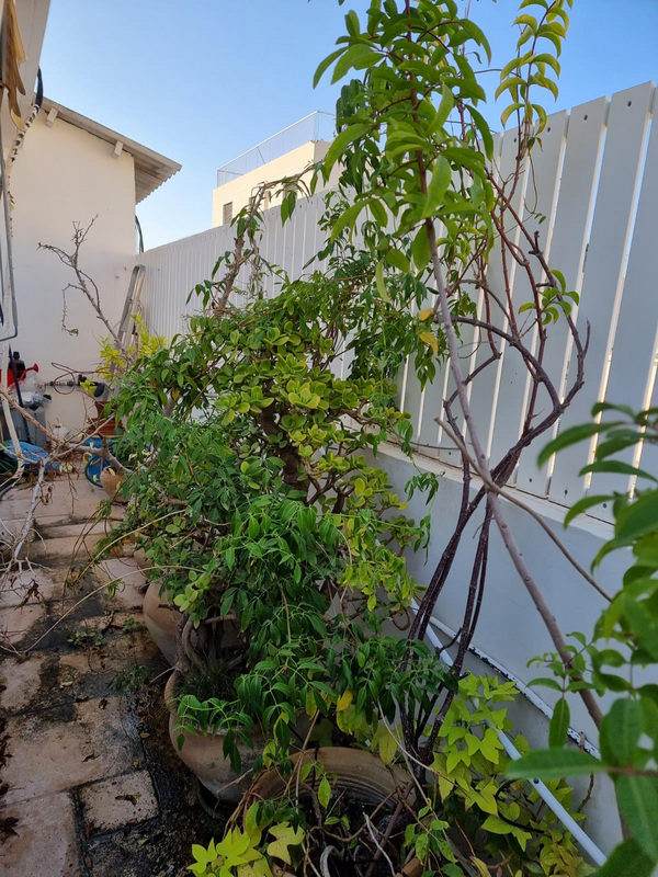 מתווכים בתל אביב